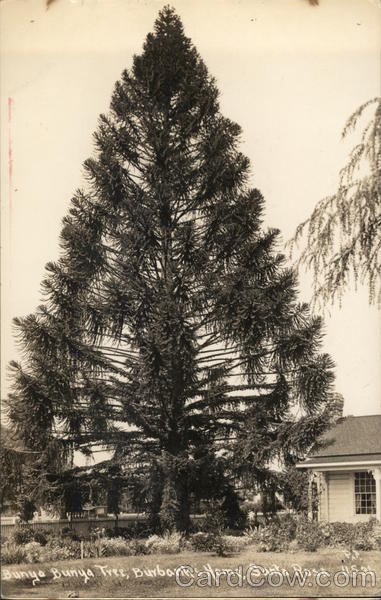 Bunya Bunya Tree, Burbank's Home Santa Rosa California