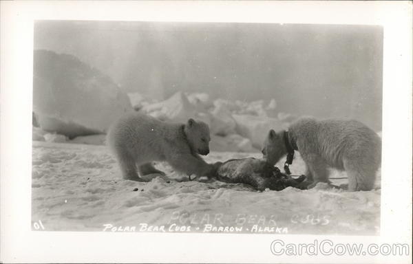 Polar Bear Cubs Barrow Alaska