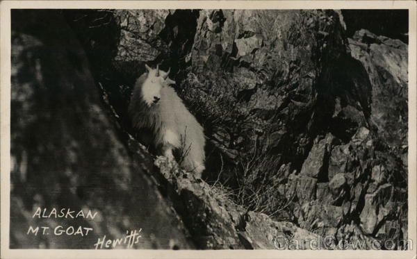 Mountain Goat Alaska