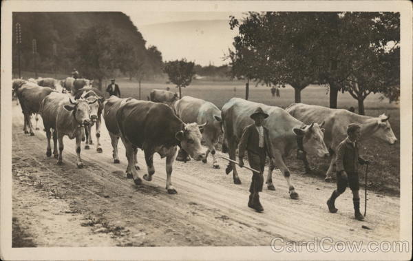 Driving Cattle on Road Switzerland