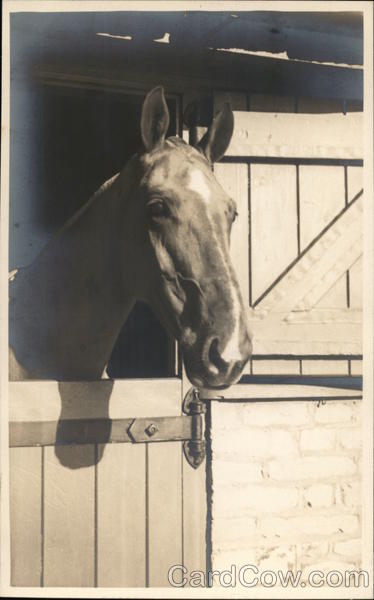 Horse in Stall Horses