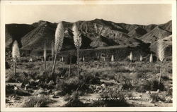 California Yuccas Postcard