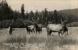 Native Wild Elk, Prairie Creek State Park Postcard