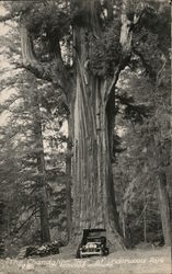 The Chandelier Tree, Underwood Park Postcard