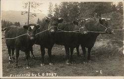 Four Cows Presented by L.O. Dart Postcard