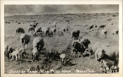 Sheep on Range Pasco, WA Postcard Postcard Postcard