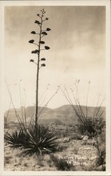 Century Plant in Bloom Cactus & Desert Plants Postcard Postcard Postcard