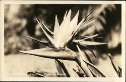 Bird of Paradise Flower Bird of Paradise Flower