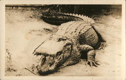 Huge Alligator Alligators Postcard Postcard Postcard
