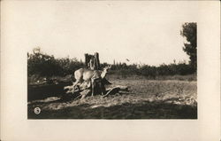 Deer by Tree Stump Deer by Tree Stump