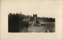 Dear Posing By Tree Stump Postcard