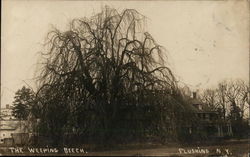 The Weeping Beech Flushing, NY Postcard Postcard Postcard