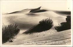 Mesquite Bushes, Death Valley Sand Dunes Postcard