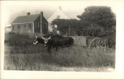 Oxen Pulling Cart Monhegan, ME Postcard Postcard Postcard