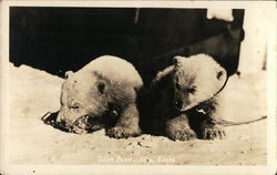 Polar Bear Cubs Alaska Bears Postcard Postcard Postcard