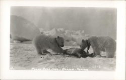 Polar Bear Cubs Barrow, AK Postcard Postcard Postcard