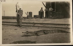 Men and Alligator Postcard
