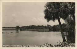 Myakka River State Park Postcard