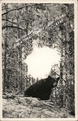 Birch Forest Lodge - Black Bear Postcard