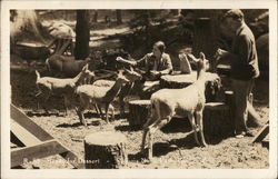 Ready for Dessert - People Feeding Goats Ready for Dessert - People Feeding Goats