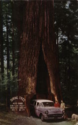 The Shrine Tree Myers Flat, CA Postcard Postcard Postcard