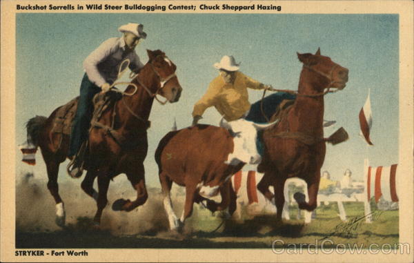Buckshot Sorrels in Wild Steer Bulldogging Contest Fort Worth Texas