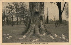 Larchmont - White Squirrels Olney, IL Postcard Postcard Postcard