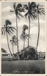 Rice Paddy Hawaii Postcard Postcard 