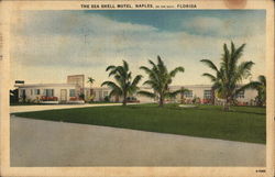 The Sea Shell Motel Postcard