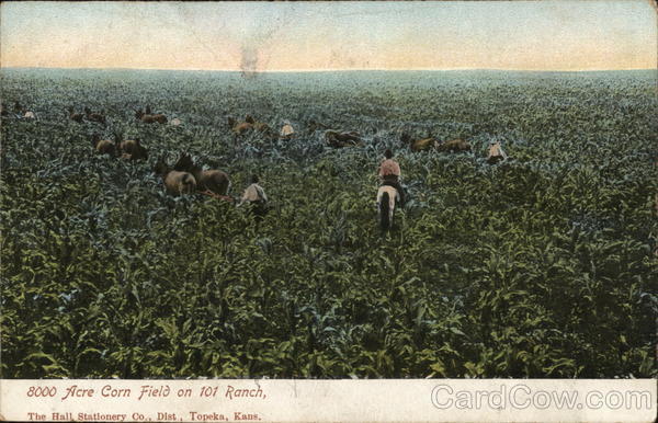 800 Acre Corn Field on 101 Ranch Ponca City Oklahoma