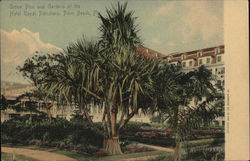 Hotel Royal Poinciana - Screw Pine and Gardens Postcard