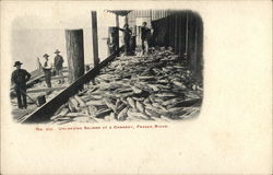 Unloading Salmon at a Cannery, Fraser River Postcard