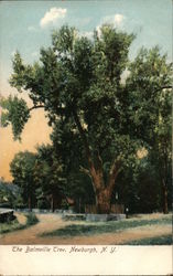The Balmville Tree Newburgh, NY Postcard Postcard Postcard