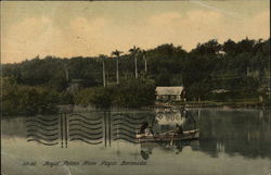 Royal Palms from Paget Bermuda Postcard Postcard Postcard