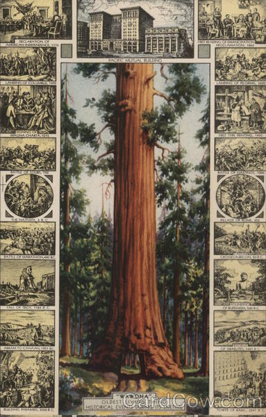 Wawona Big Tree - Pacific Mutual Life Insurance California