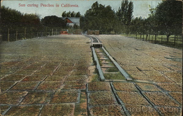Sun Curing Peaches California