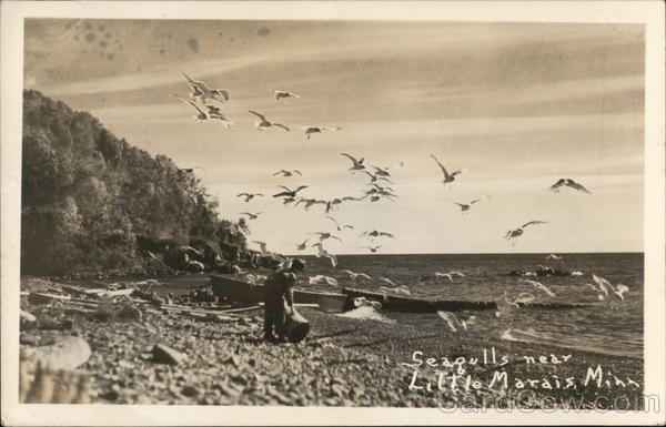 Seagulls Along North Shore Drive Little Marais Minnesota