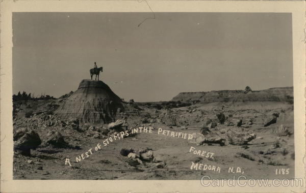 A Nest of Stumps in the Petrified Forest Medora North Dakota