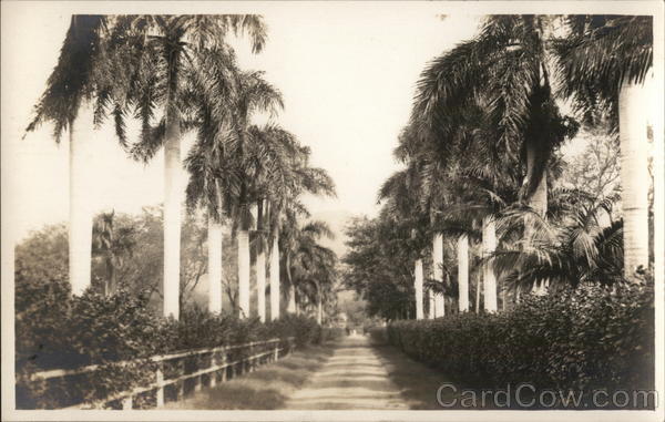 Palm Tree Lined Road Honolulu Hawaii
