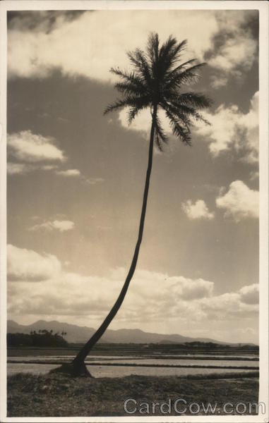 Lone Palm Tree Honolulu Hawaii
