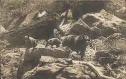 Family of Bears Postcard