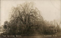 The Weeping Beech Flushing, NY Postcard Postcard Postcard