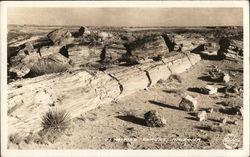 Petrified Trees Petrified Forest National Park, AZ Postcard Postcard Postcard