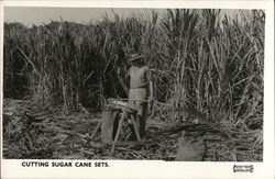 Cutting Sugar Cane Sets Australia Postcard Postcard Postcard