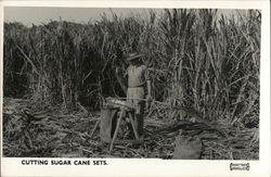 Cutting Sugar Cane Sets Cutting Sugar Cane Sets