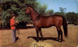 Citation Thoroughbred Postcard