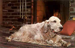 English Setter By The Fireside Postcard