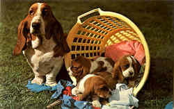 Basset Hound mother and pups Postcard