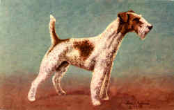 Wire Haired Fox Terrier Postcard