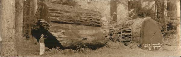 A Giant Redwood Log Redwood Highway California